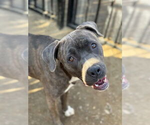 Mutt Dogs for adoption in Riverside, CA, USA