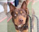 Small Australian Kelpie-Siberian Husky Mix