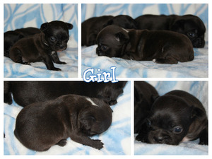 French Bulldog-Unknown Mix Puppy for sale in GRANTS PASS, OR, USA