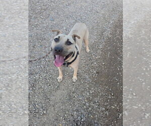 Haywood - Male Mutt Dog for Adoption - Photo #2