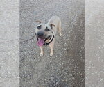 Small #1 Mutt