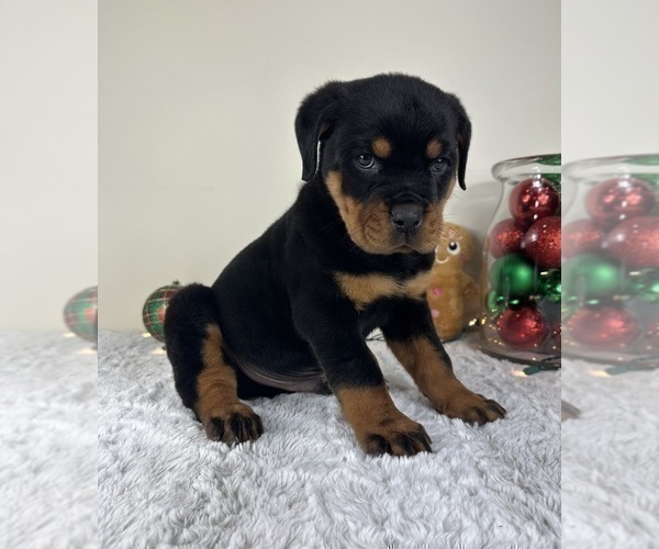 Medium Photo #2 Rottweiler Puppy For Sale in GREENFIELD, IN, USA