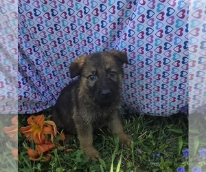 German Shepherd Dog Puppy for sale in RIGA, MI, USA