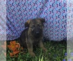 Small German Shepherd Dog