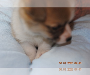 Medium Pembroke Welsh Corgi