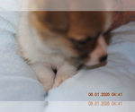Puppy Puppy 2 Pembroke Welsh Corgi