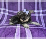 Small #4 Schnauzer (Miniature)