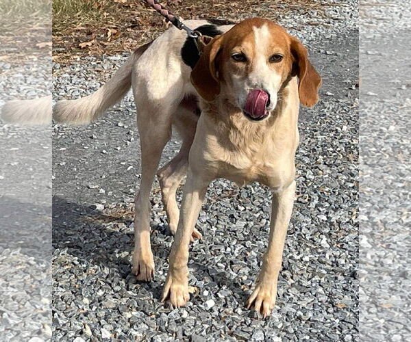 Medium Photo #5 English Foxhound-Unknown Mix Puppy For Sale in Rustburg, VA, USA