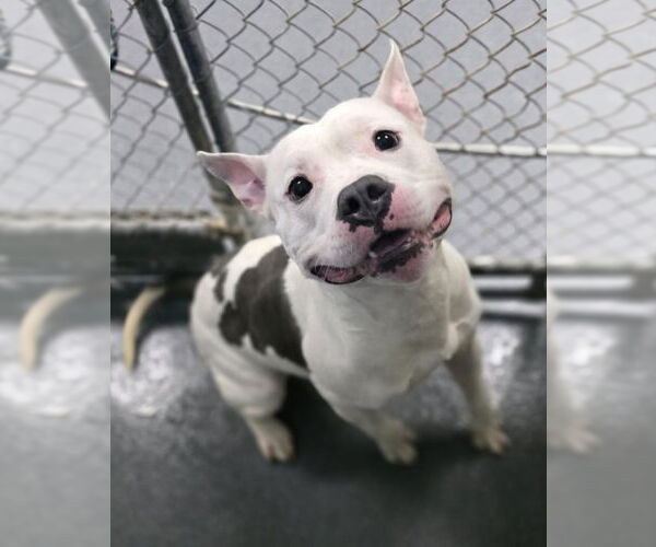 Medium Photo #2 American Pit Bull Terrier Puppy For Sale in Glen Allen, VA, USA