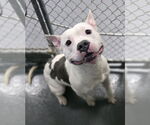 Small #1 American Pit Bull Terrier