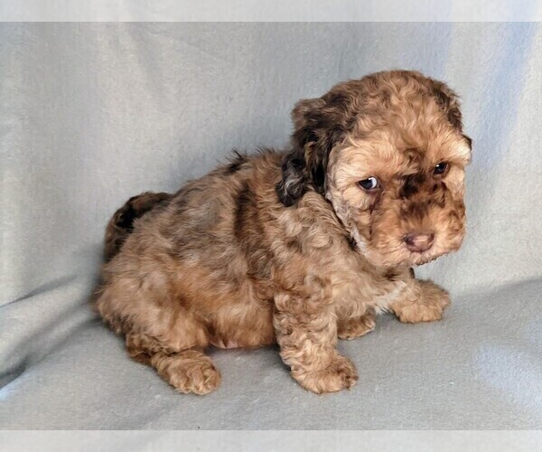 Medium Photo #30 Miniature Labradoodle Puppy For Sale in SYRACUSE, IN, USA