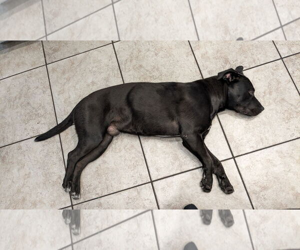 Medium Photo #3 American Pit Bull Terrier-Unknown Mix Puppy For Sale in Chandler, AZ, USA