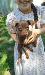 Miniature Pinscher Puppy for sale in HAMBURG, PA, USA