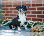 Small Photo #18 Chihuahua Puppy For Sale in NEW HOLLAND, PA, USA