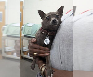 Chihuahua Dogs for adoption in Forestville, MD, USA