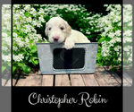 Small #1 Bernedoodle-Poodle (Standard) Mix