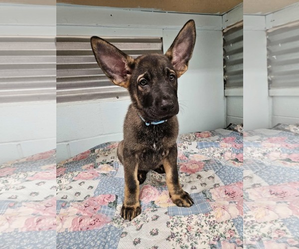 Medium Photo #2 German Shepherd Dog Puppy For Sale in Gretna, NE, USA