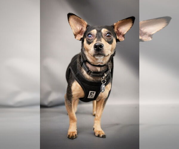 Medium Photo #9 Chiweenie Puppy For Sale in Princeton, MN, USA