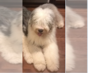Father of the Old English Sheepdog puppies born on 09/03/2023