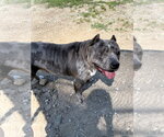 Small #3 Mutt