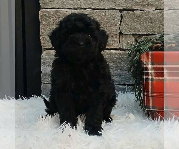 Medium Photo #3 Poodle (Miniature) Puppy For Sale in GORDONVILLE, PA, USA
