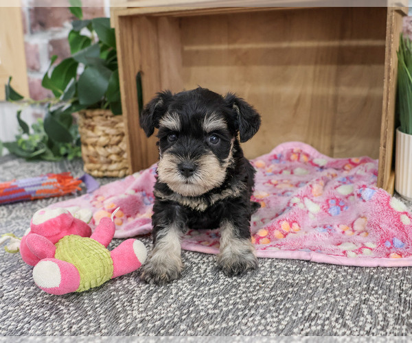 Medium Photo #1 Schnauzer (Miniature) Puppy For Sale in SYRACUSE, IN, USA