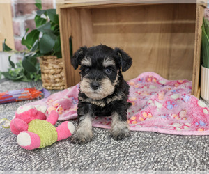 Schnauzer (Miniature) Puppy for sale in SYRACUSE, IN, USA