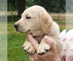 Small #3 Labrador Retriever