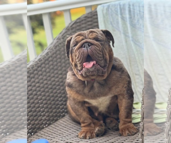 Medium Photo #3 Bulldog Puppy For Sale in Catasauqua, PA, USA