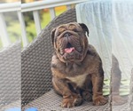 Small #2 Bulldog
