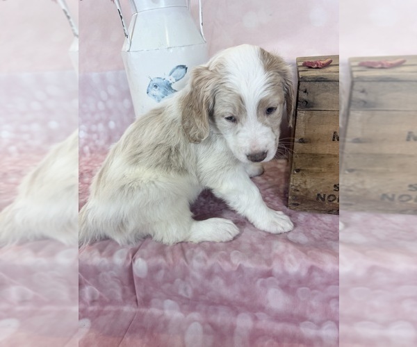 Medium Photo #101 Aussie-Poo-Goldendoodle Mix Puppy For Sale in COMMERCE, MI, USA