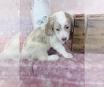 Small Photo #101 Aussie-Poo-Goldendoodle Mix Puppy For Sale in COMMERCE, MI, USA