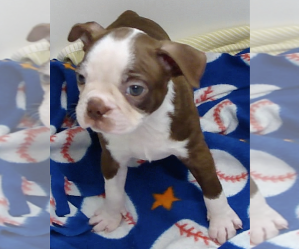 Medium Photo #4 Boston Terrier Puppy For Sale in BEND, OR, USA