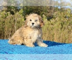Small #8 ShihPoo