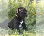 Small Photo #8 Cane Corso-Doberman Pinscher Mix Puppy For Sale in MODESTO, CA, USA