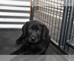 Small Photo #3 Labrador Retriever Puppy For Sale in PARSHALL, CO, USA