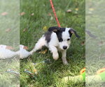 Small #1 Mutt