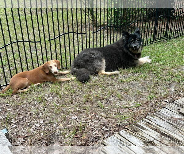 Medium Photo #4 Mutt Puppy For Sale in Myrtle Beach, SC, USA