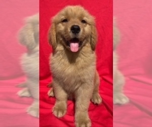Golden Retriever Puppy for sale in SANTA ANA, CA, USA