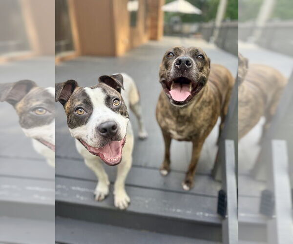 Medium Photo #7 Staffordshire Bull Terrier-Unknown Mix Puppy For Sale in Brewster, NY, USA