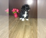 Small Photo #19 Maltese Puppy For Sale in LAPEER, MI, USA