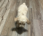 Small #4 Goldendoodle