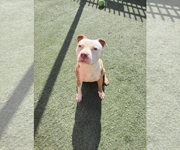 Medium Photo #2 Mutt Puppy For Sale in Rockwall, TX, USA