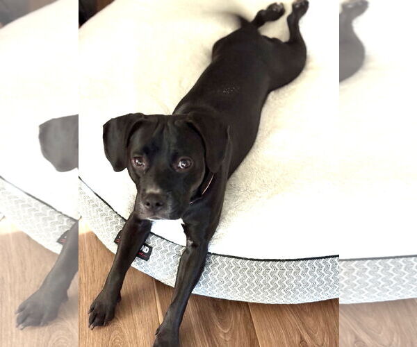 Medium Photo #2 Puggle Puppy For Sale in Chandler, AZ, USA