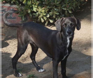 Labbe Dogs for adoption in San Juan Capistrano, CA, USA