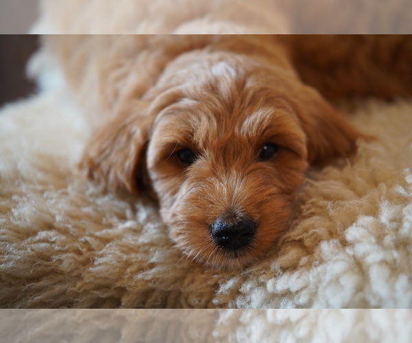 Medium Photo #11 Goldendoodle (Miniature) Puppy For Sale in DALLAS, OR, USA