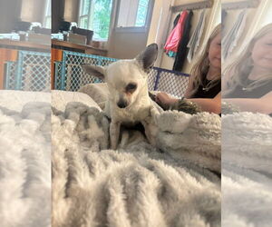 Chihuahua Dogs for adoption in Duluth, MN, USA