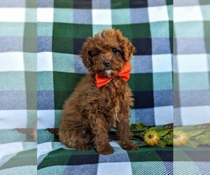 Poodle (Miniature) Puppy for sale in KIRKWOOD, PA, USA