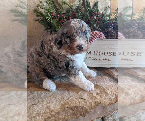 Medium Photo #2 Bernedoodle Puppy For Sale in ELKTON, VA, USA