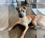 Small #1 Black Mouth Cur Mix